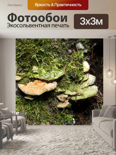 Фотообои Грибок