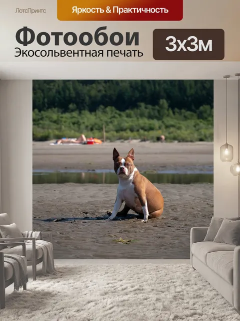 Фотообои Собака