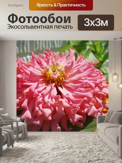 Фотообои Розовый Цинния Закрыть