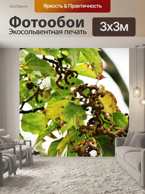 Фотообои Закройте японской изюмом фруктов