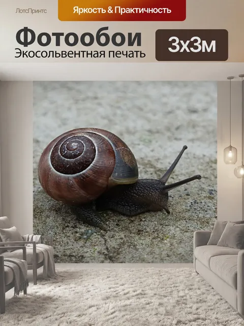 Фотообои Улитка