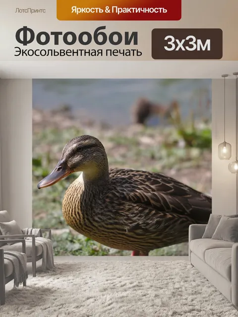 Фотообои Утка