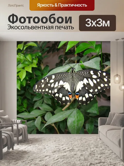 Фотообои Бабочка на листе