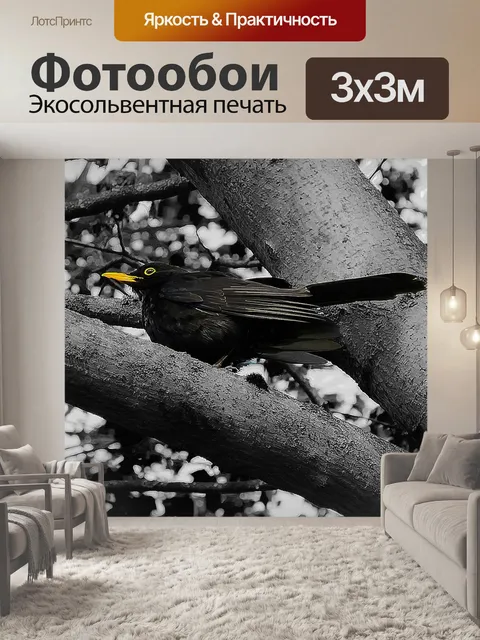 Фотообои Blackbird