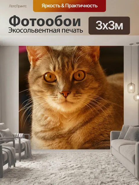 Фотообои Кот