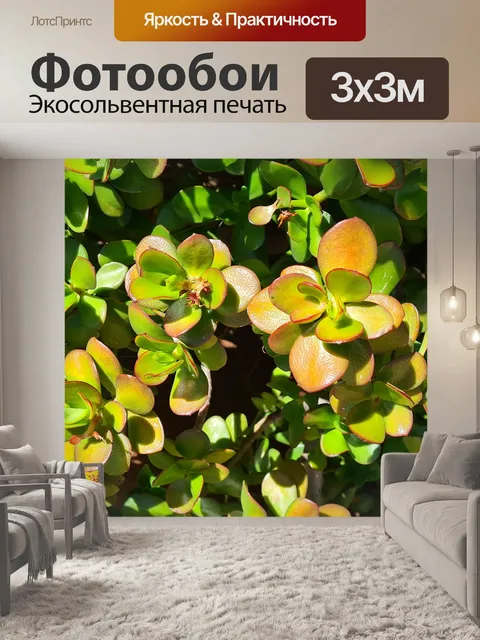Фотообои Сказочная крассула