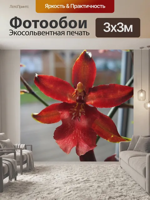 Фотообои Орхидеи