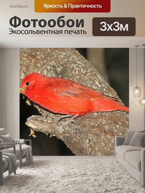 Фотообои Летний танагер