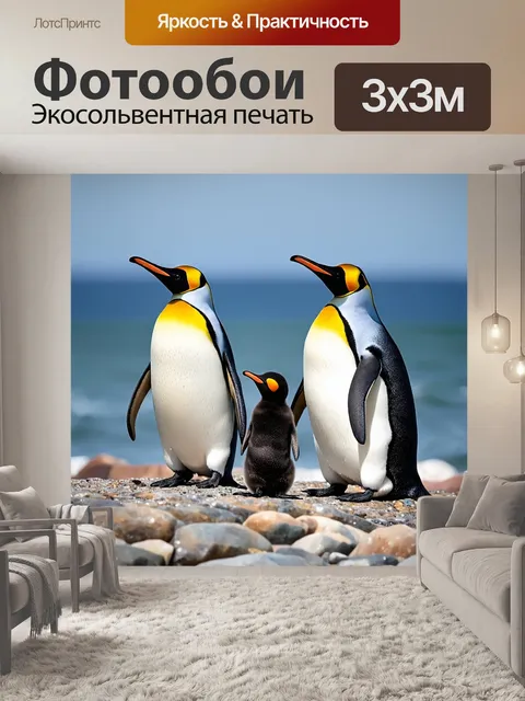 Фотообои Три пингвина королевского вида стоят на каменистом побережье