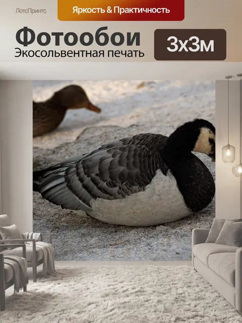 Фотообои Гусь