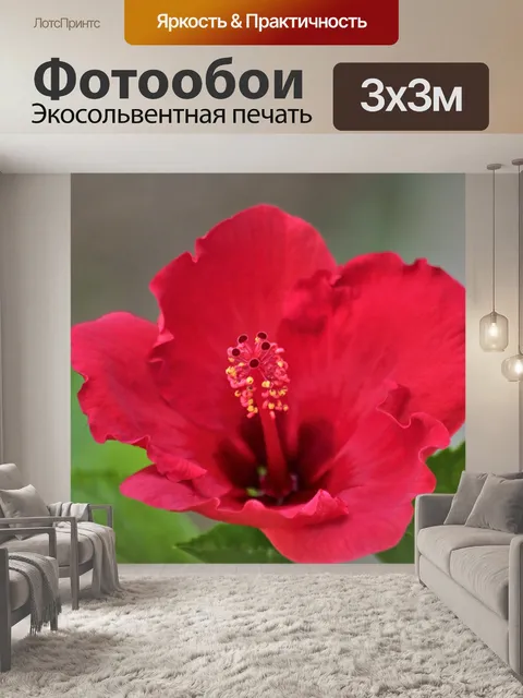 Фотообои Красный цветок гибискуса крупным планом