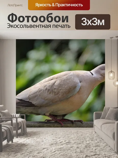 Фотообои Голубь