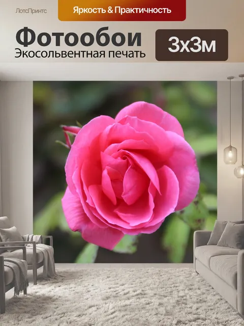 Фотообои Роза