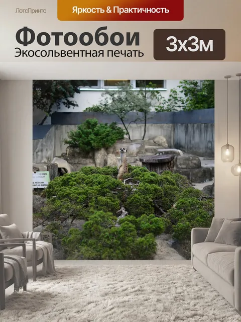 Фотообои Сурикат