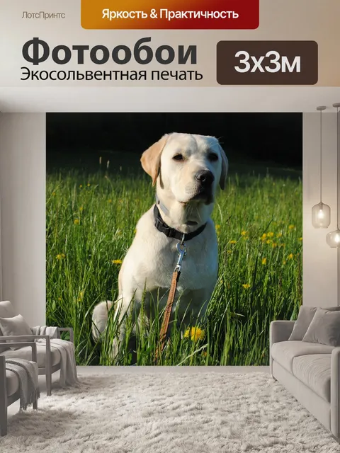 Фотообои Лабрадор ретривер