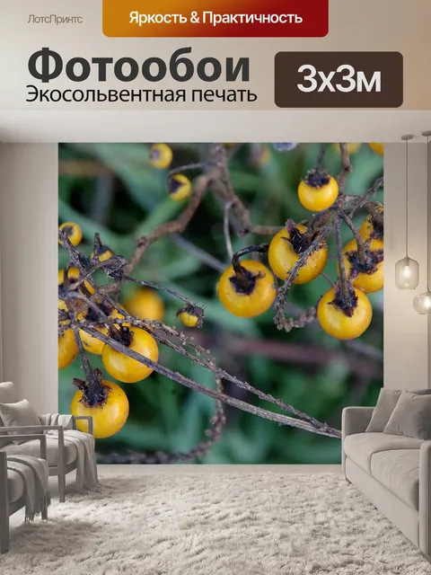 Фотообои Апельсиновые ягоды сверху