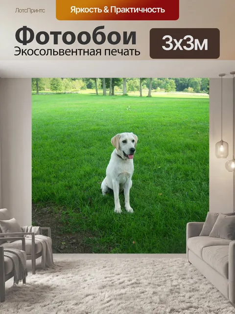 Фотообои Белый Лабрадор собак