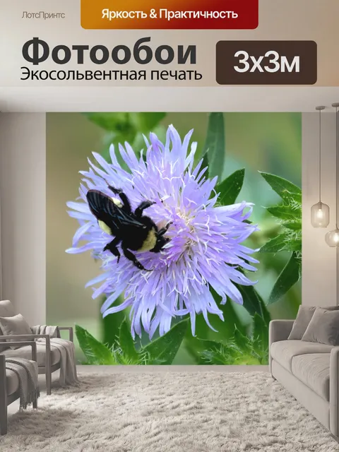 Фотообои Bumble Bee на фиолетовом астере