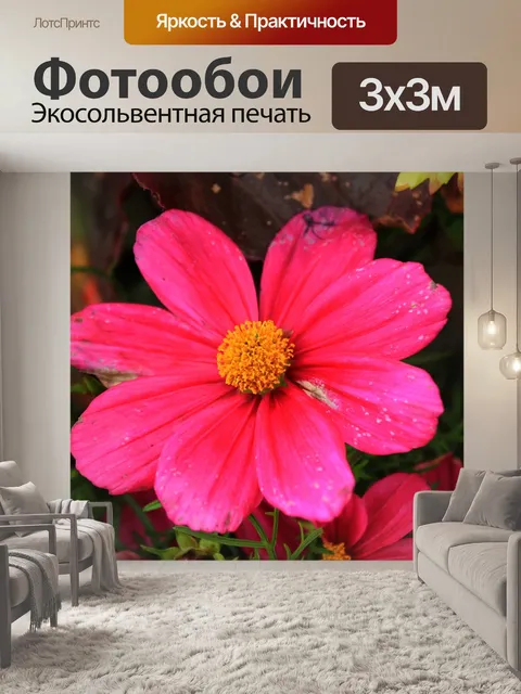 Фотообои Цветок одиночных лепестков