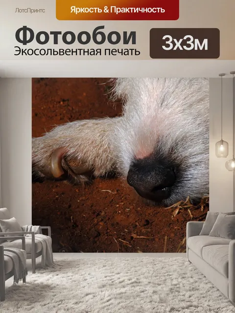 Фотообои Парсонс Джек Рассел спит
