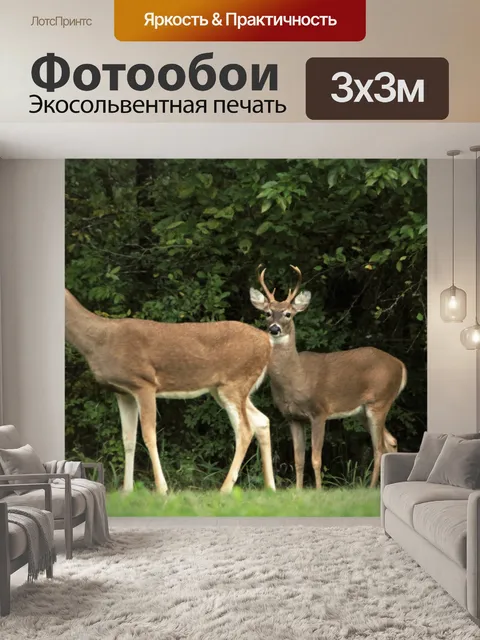 Фотообои Два белых хвоста в лесу