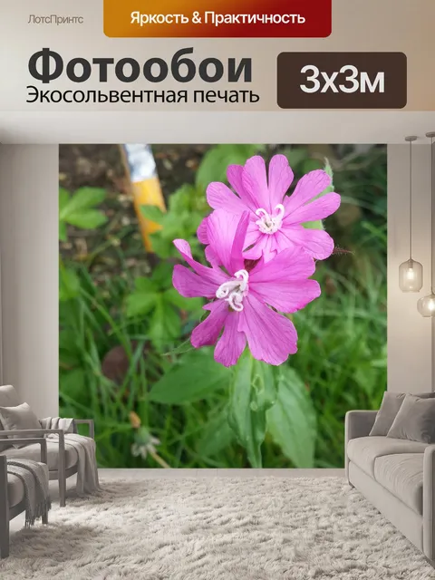 Фотообои Розовый цветок