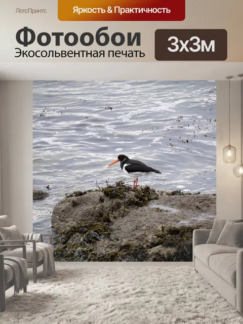 Фотообои Кулик-сорока на скале