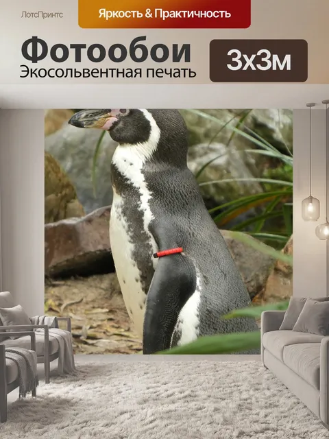 Фотообои Пингвин