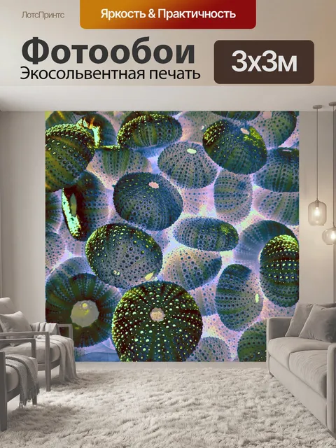 Фотообои фон морского ежа
