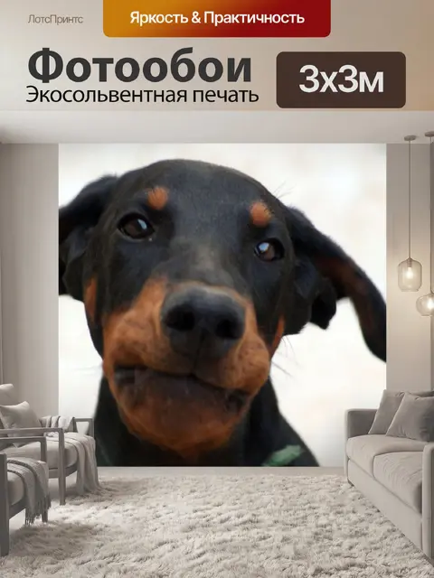 Фотообои Доберман
