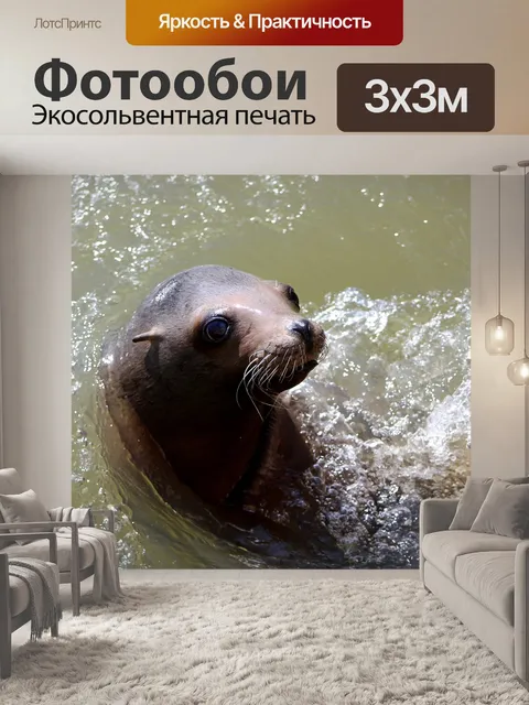 Фотообои Морской лев