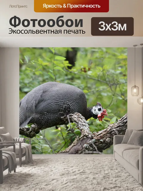 Фотообои Шлем из цесарки крупным планом