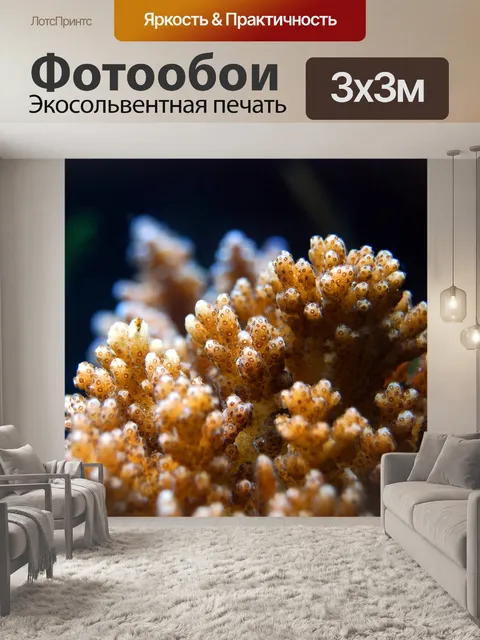 Фотообои Коралл