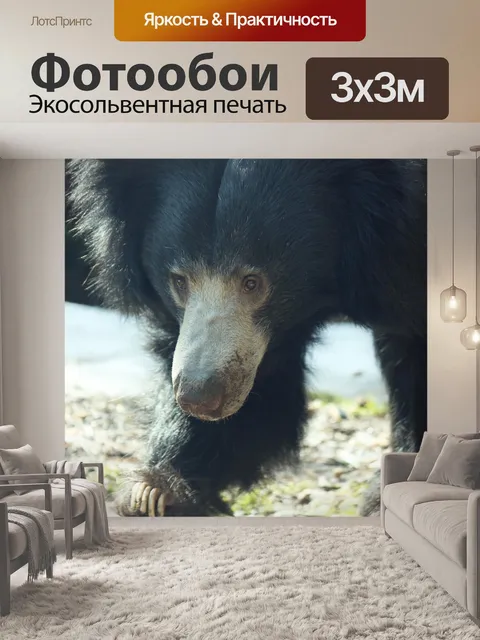 Фотообои Лень медведь смотреть