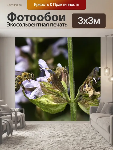 Фотообои Цветок шалфея
