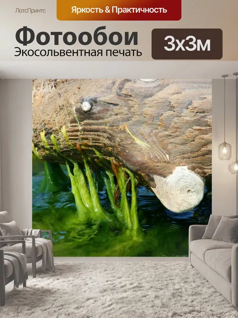 Фотообои Морские водоросли