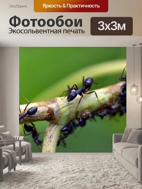 Фотообои Черный муравей