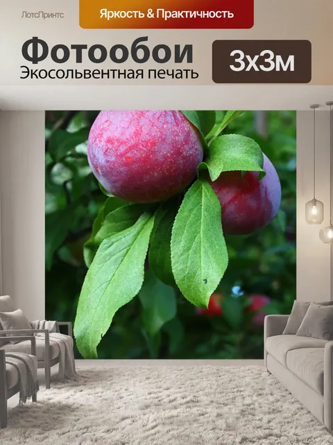 Фотообои созревающие сливы с зеленой листвой