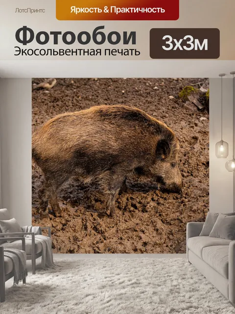 Фотообои Кабан