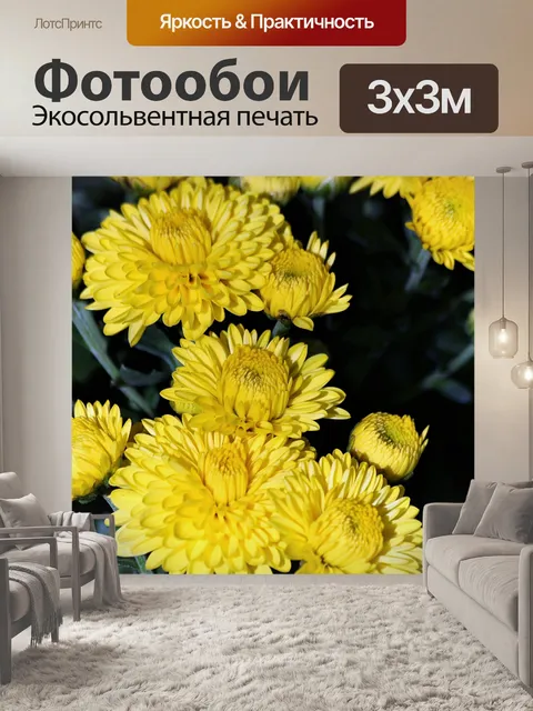 Фотообои Желтые хризантемы Крупный план 2