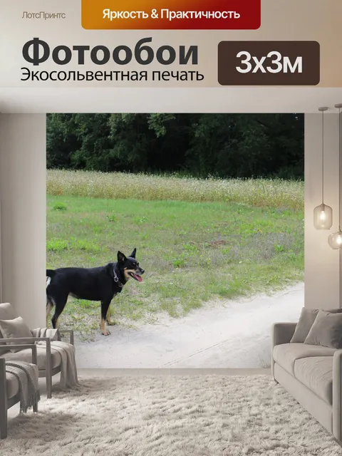 Фотообои Собака, Польша