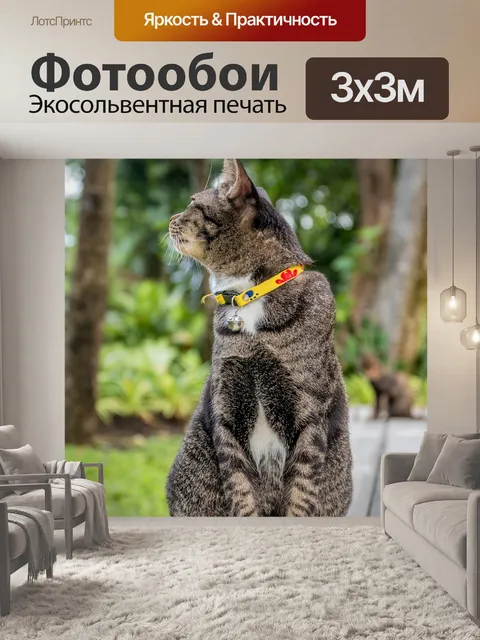 Фотообои Кот