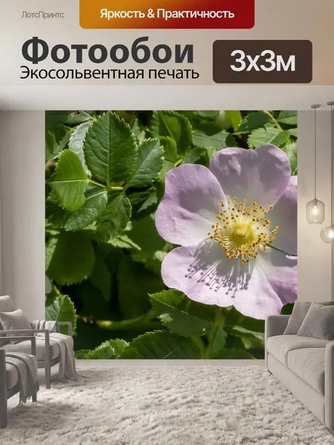 Фотообои Уайлдфлауэр