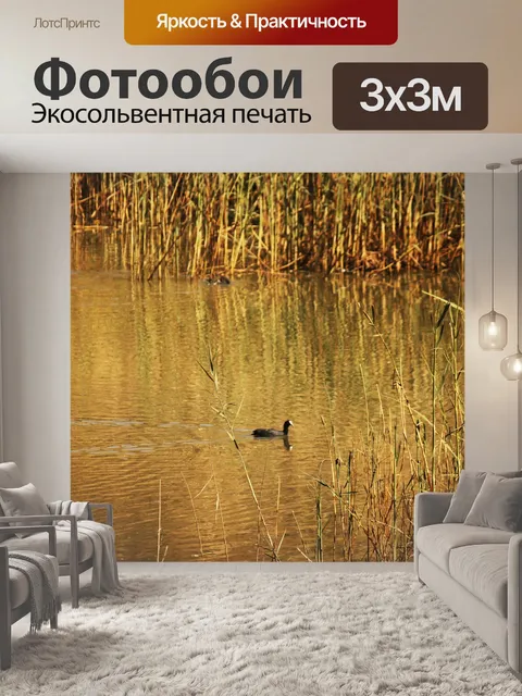 Фотообои черная лысуха с белой маркировкой