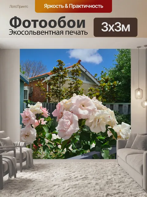 Фотообои Бело-розовая камелия