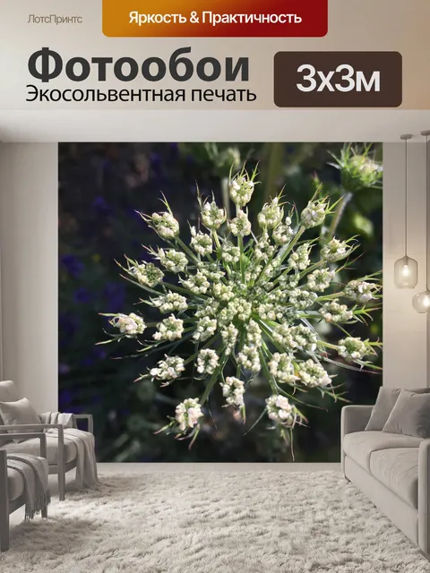 Фотообои Дикая морковь
