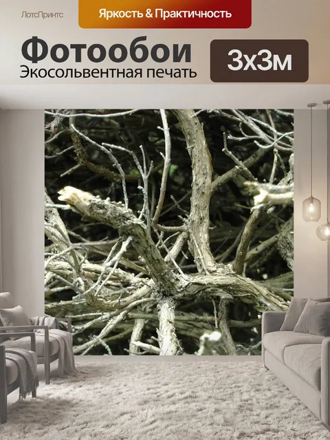 Фотообои Ветки в лесу