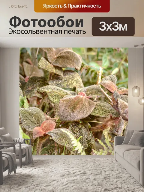 Фотообои Коста-рика