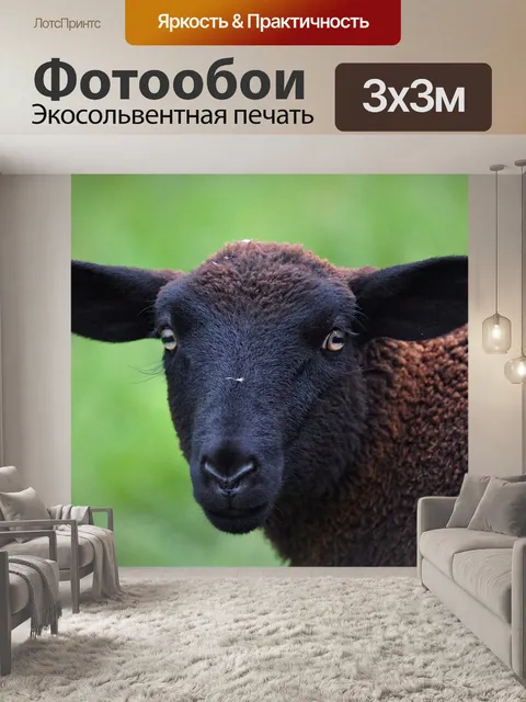 Фотообои Овец