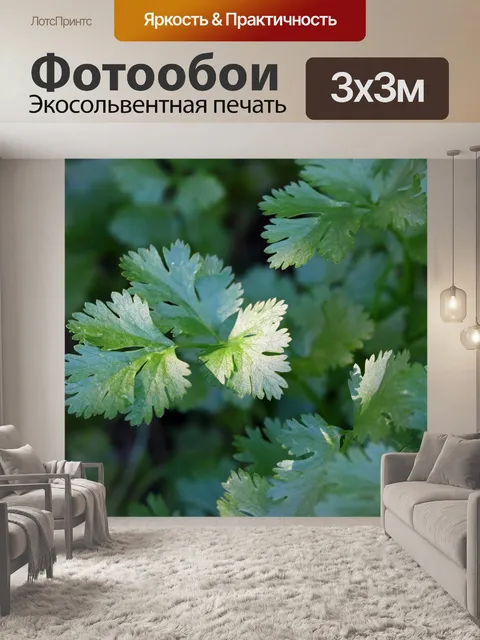 Фотообои солнечный свет на итальянской петрушке
